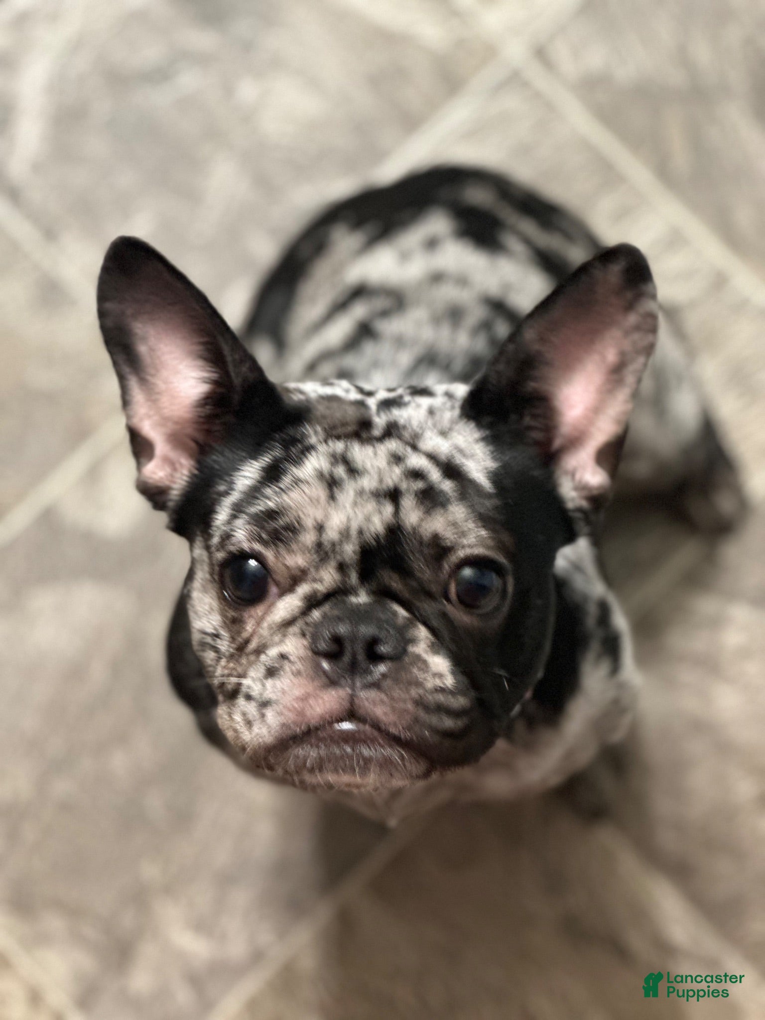 French Bulldog dogs French Bulldog 1 - Ad 5