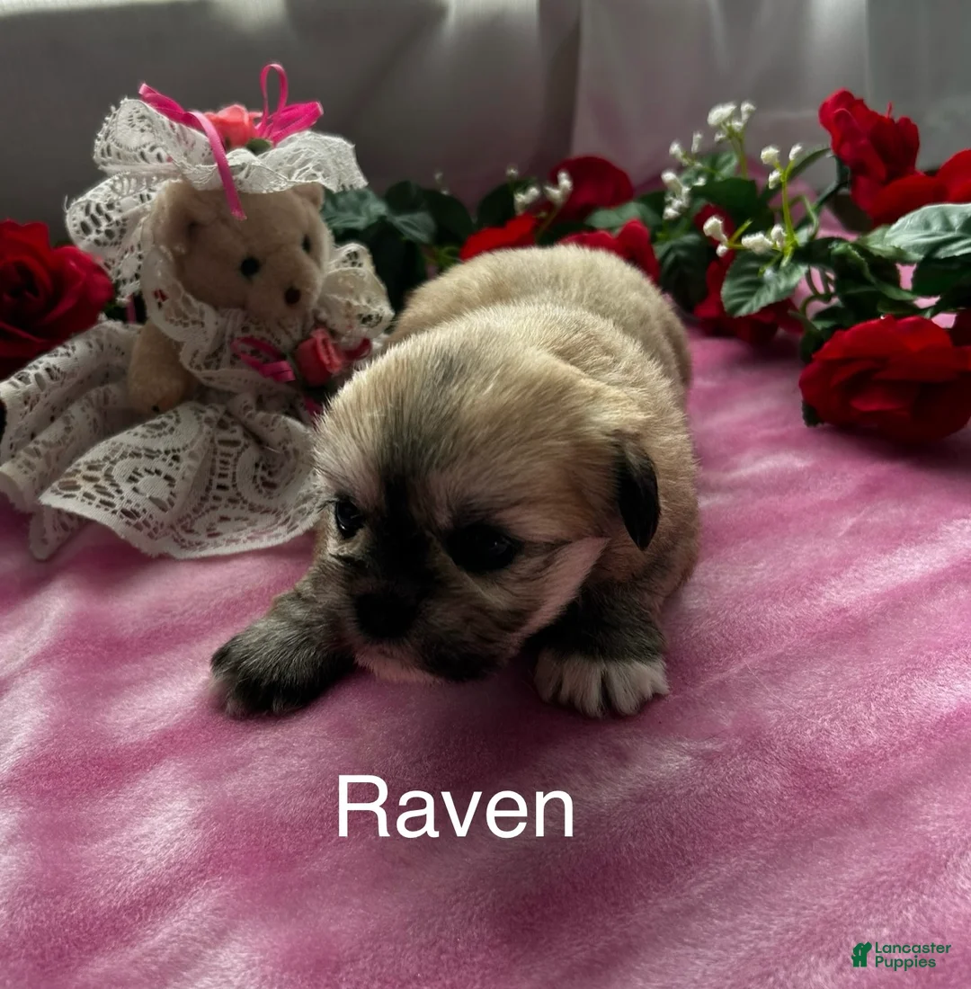 Lhasa Apso dogs for sale: Lhasa Apso 2 - Ad 2