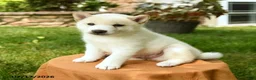 Shiba Inu dogs for sale: Chase - Ad 3
