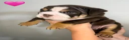 English Bulldog dogs for sale: English Bulldog 2 - Ad 2