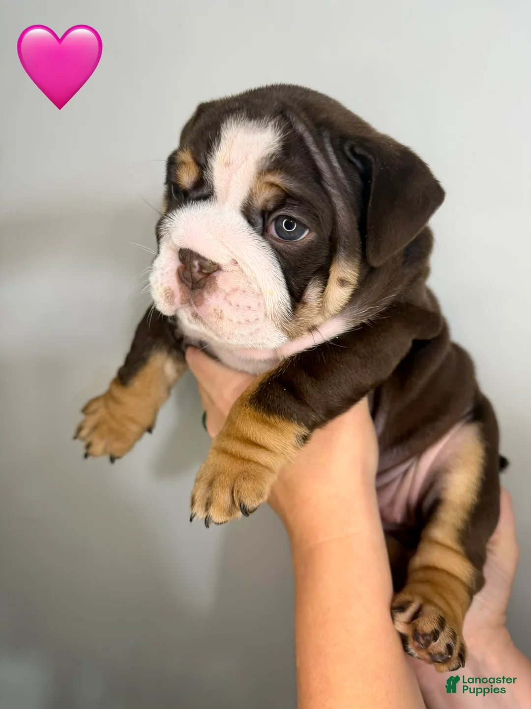 English Bulldog dogs for sale: English Bulldog 2 - Ad 2