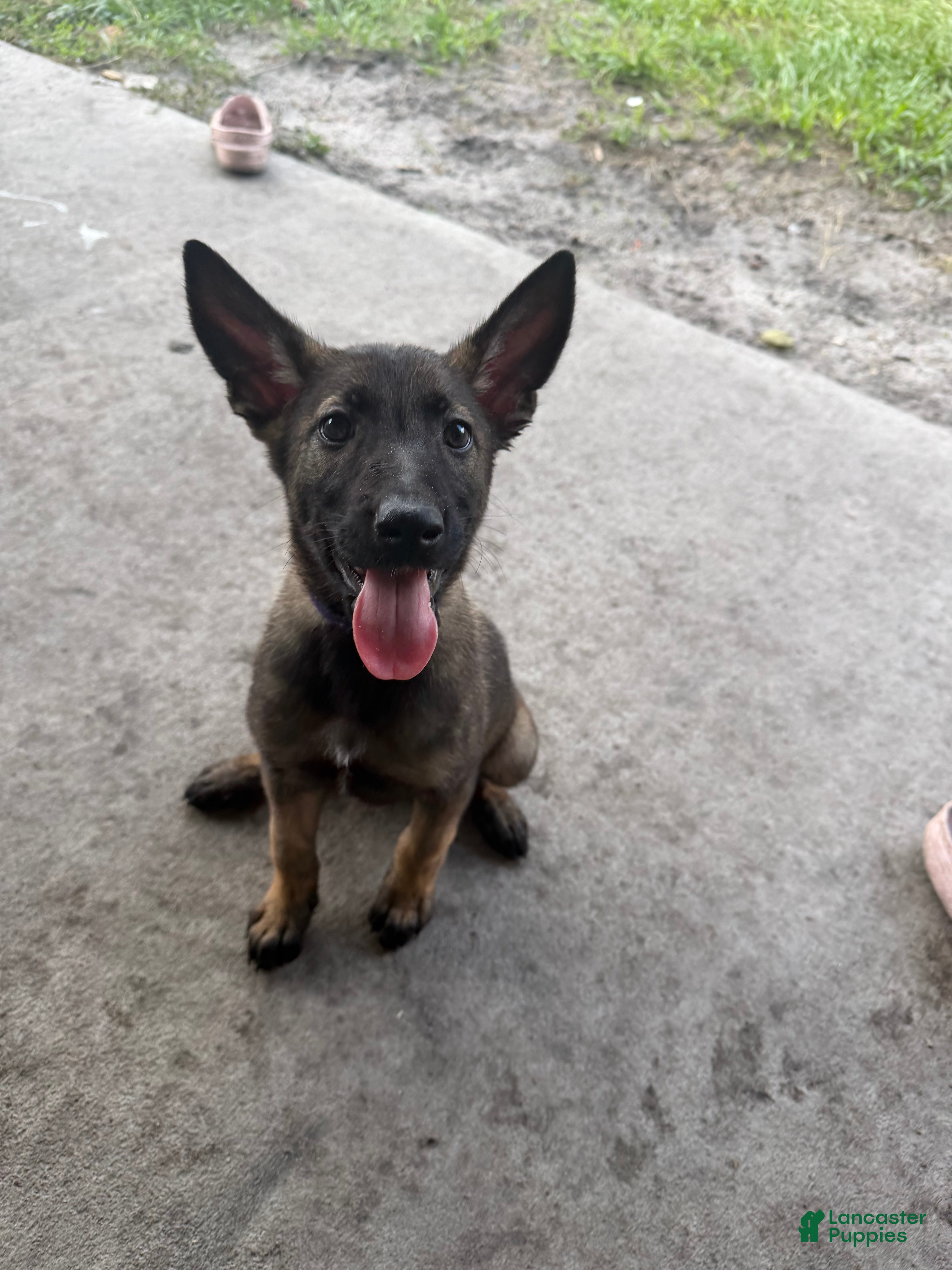 Belgian Malinois dogs Porsche - Ad 2