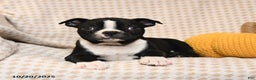 Boston Terrier dogs for sale: Chase - Ad 3