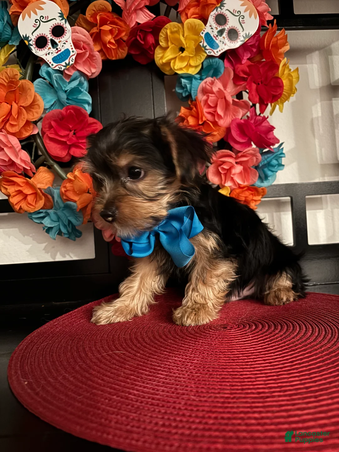 Morkie dogs for sale: Yorkie puppy 2 - Ad 2