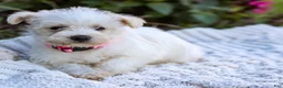 Mixed Breed dogs for sale: Powderpuff - Ad 12