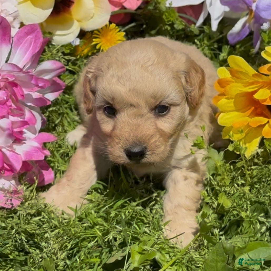 Mini Goldendoodle dogs Clover  - Ad 1