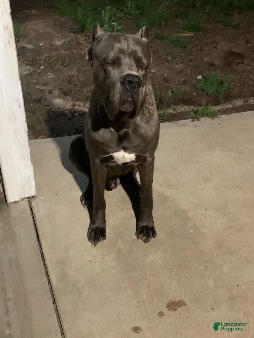 Cane Corso dogs for sale: Cane Corso 3 - Ad 25