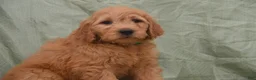 Goldendoodle dogs for sale: Buster - Ad 4