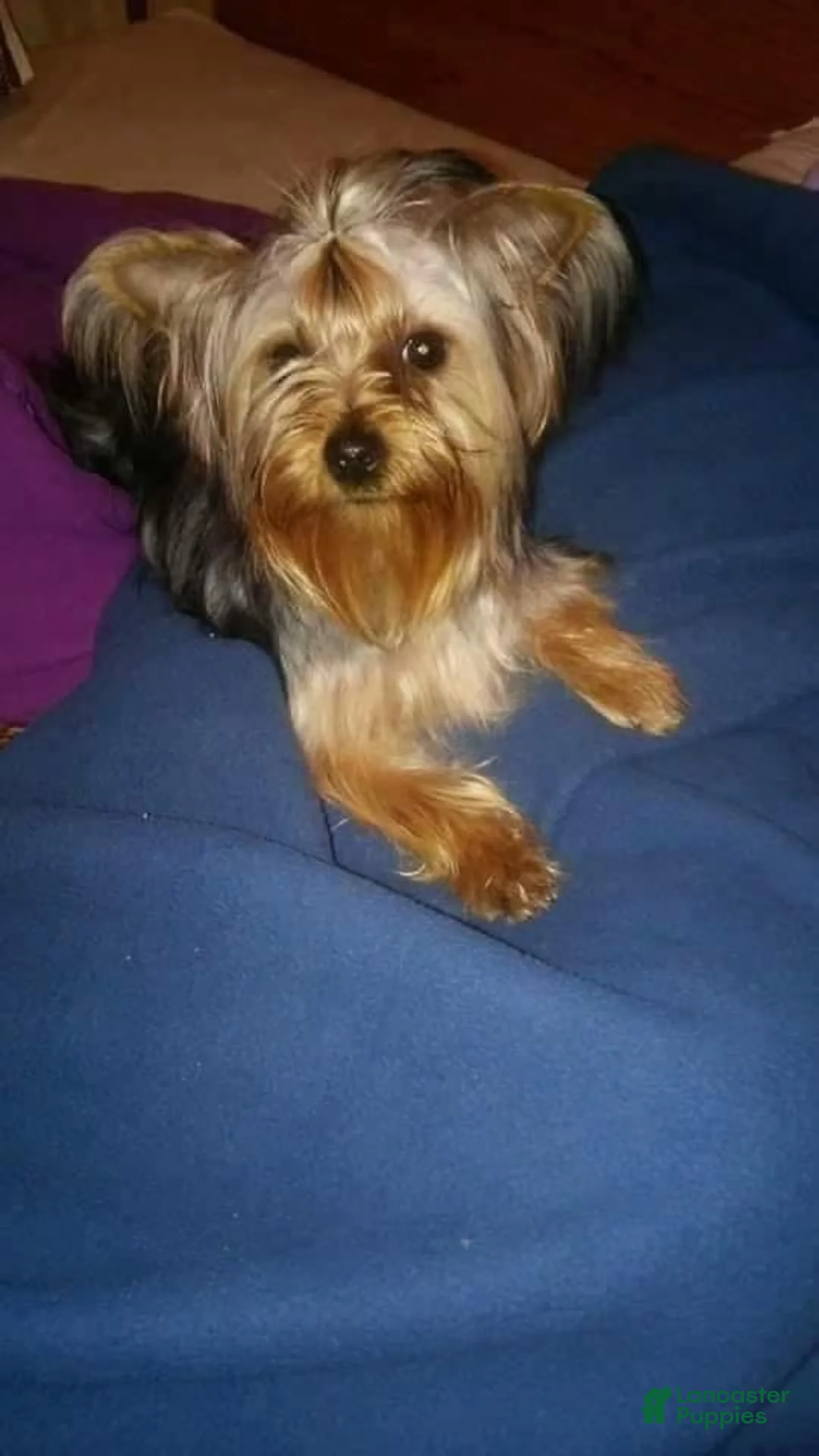 Yorkshire Terrier dogs for sale: Yorkshire Terrier 2 - Ad 2