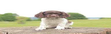 Sue