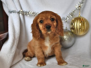 Beaglier dogs - Ad 12