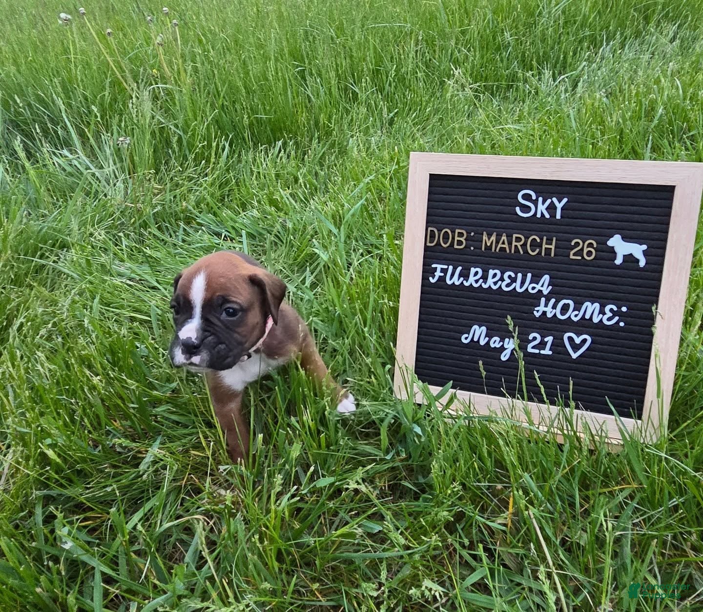 Boxer dogs Sky - Ad 9