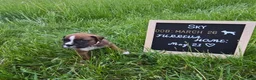Boxer dogs for sale: Sky - Ad 1