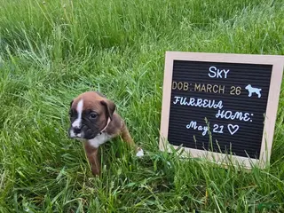 Boxer dogs Sky - Ad 9