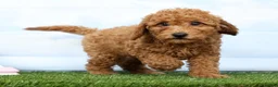 Mini Goldendoodle dogs for sale: Fireball - Ad 1