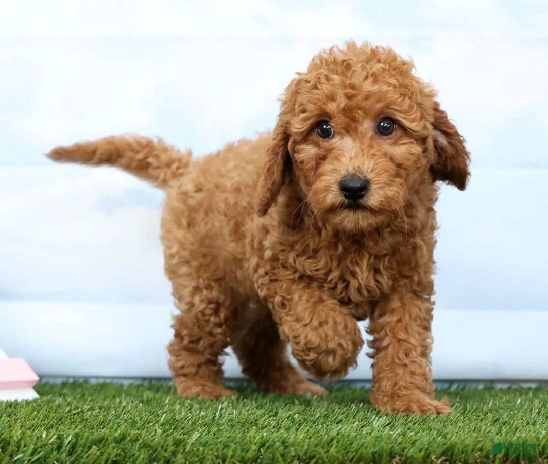 Mini Goldendoodle dogs for sale: Fireball - Ad 1