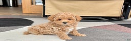Maltipoo dogs for sale: Maltipoo male 2 - Ad 8