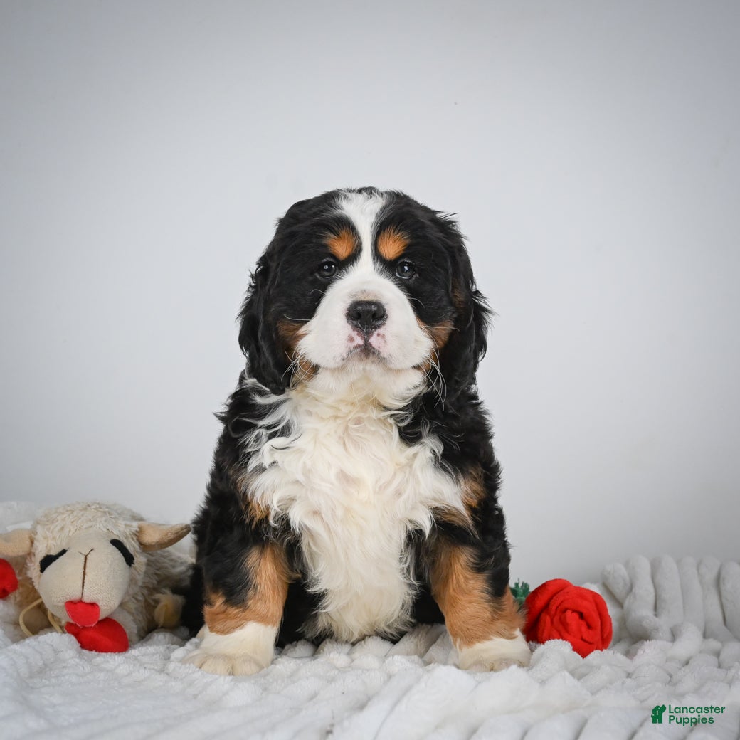 Miniature Bernese Mountain Dog dogs Toby - Ad 1