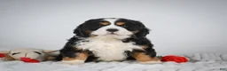 Miniature Bernese Mountain Dog dogs for sale: Toby - Ad 1