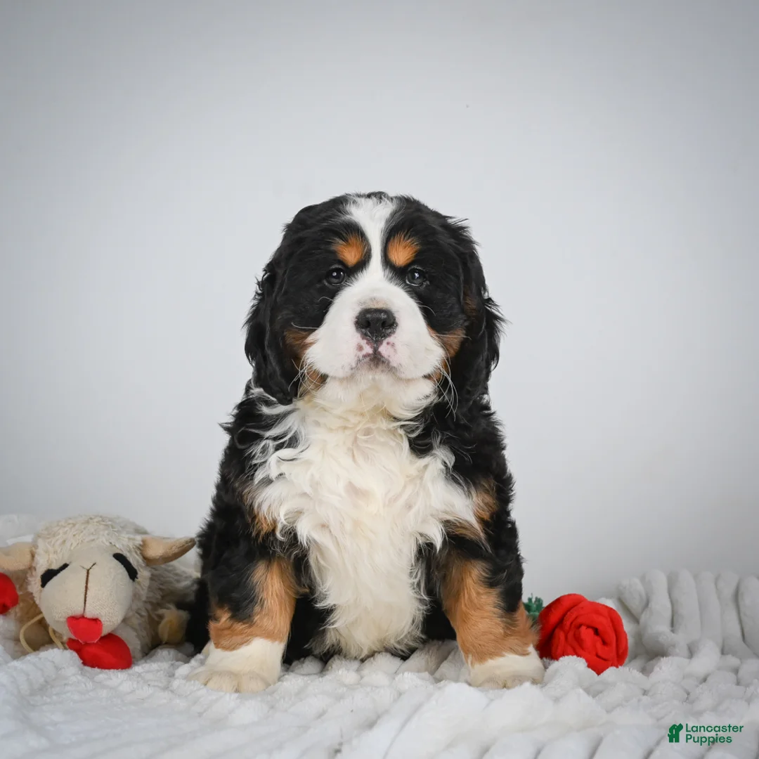 Miniature Bernese Mountain Dog dogs for sale: Toby - Ad 1