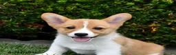 Welsh Corgi Pembroke dogs for sale: Pearl - Ad 3