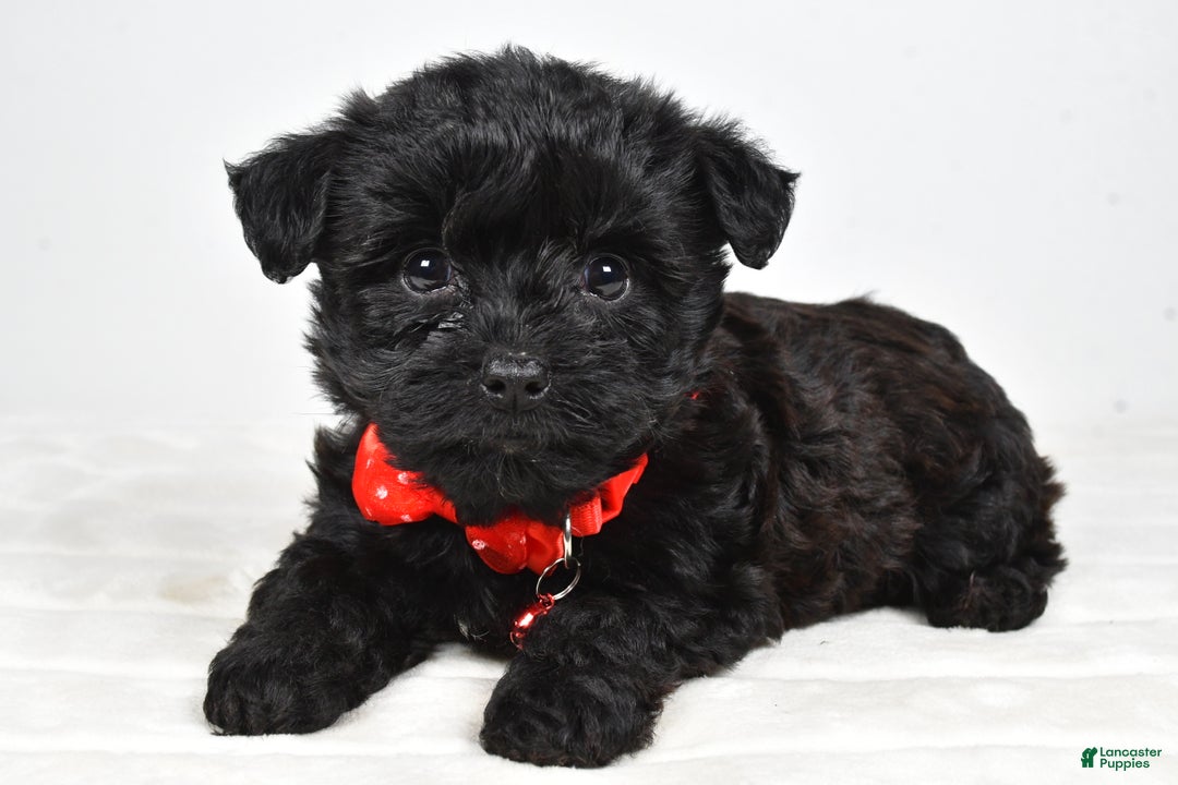 Yorkiepoo dogs for sale: Tinker - Ad 1