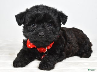 Yorkiepoo dogs Tinker - Ad 19