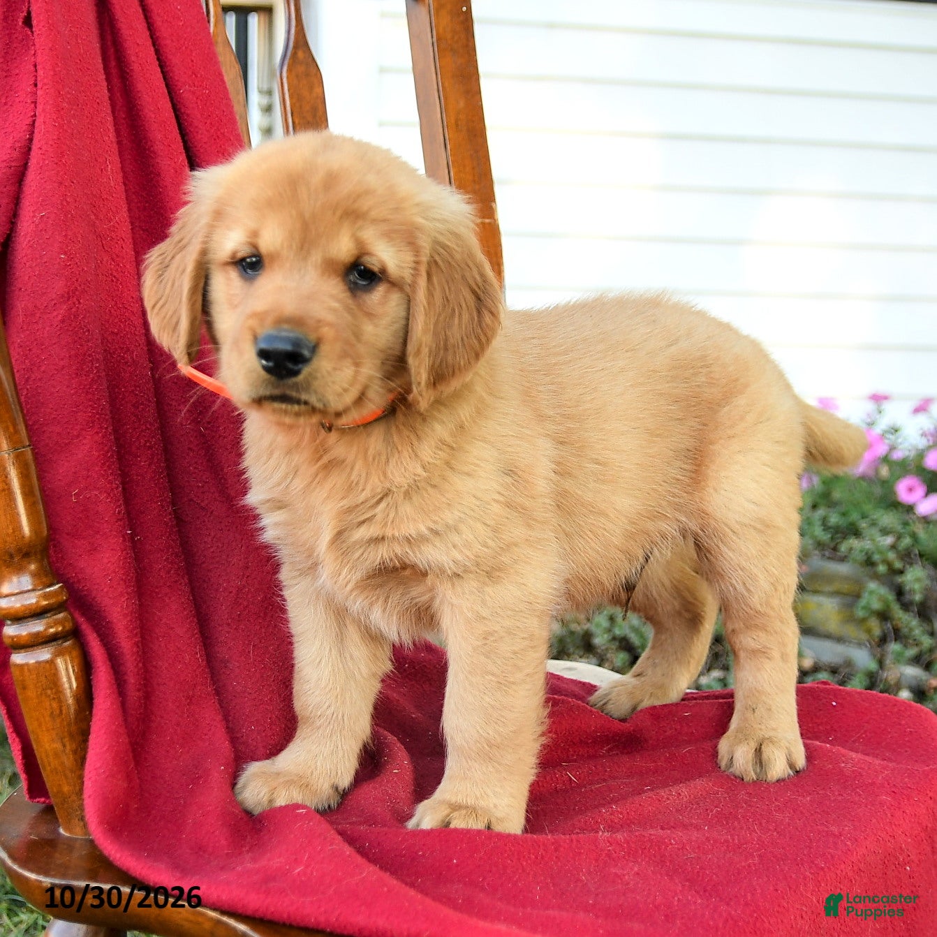 Golden Retriever dogs for sale: Barlow - Ad 1