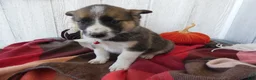 Australian Cattle Dog dogs for sale: Australian Cattle Dog 4 Patch - Ad 3