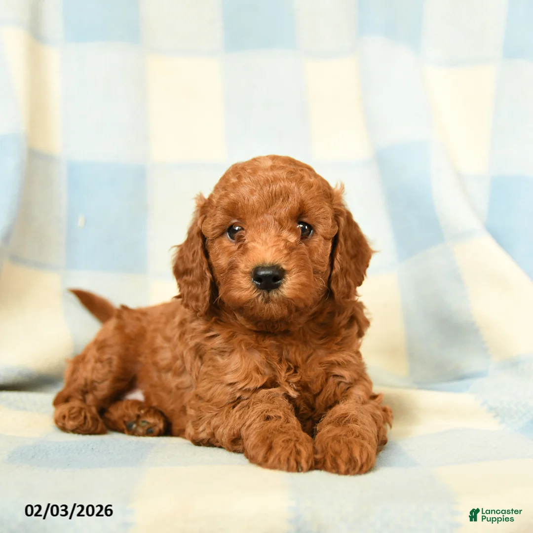 Miniature Poodle dogs for sale: Kylie - Ad 4