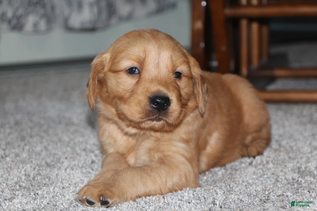 Golden Retriever dogs for sale: Rune - Ad 9