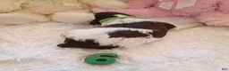 Brittany Spaniel dogs for sale: Brittany Spaniel 6 - Ad 7