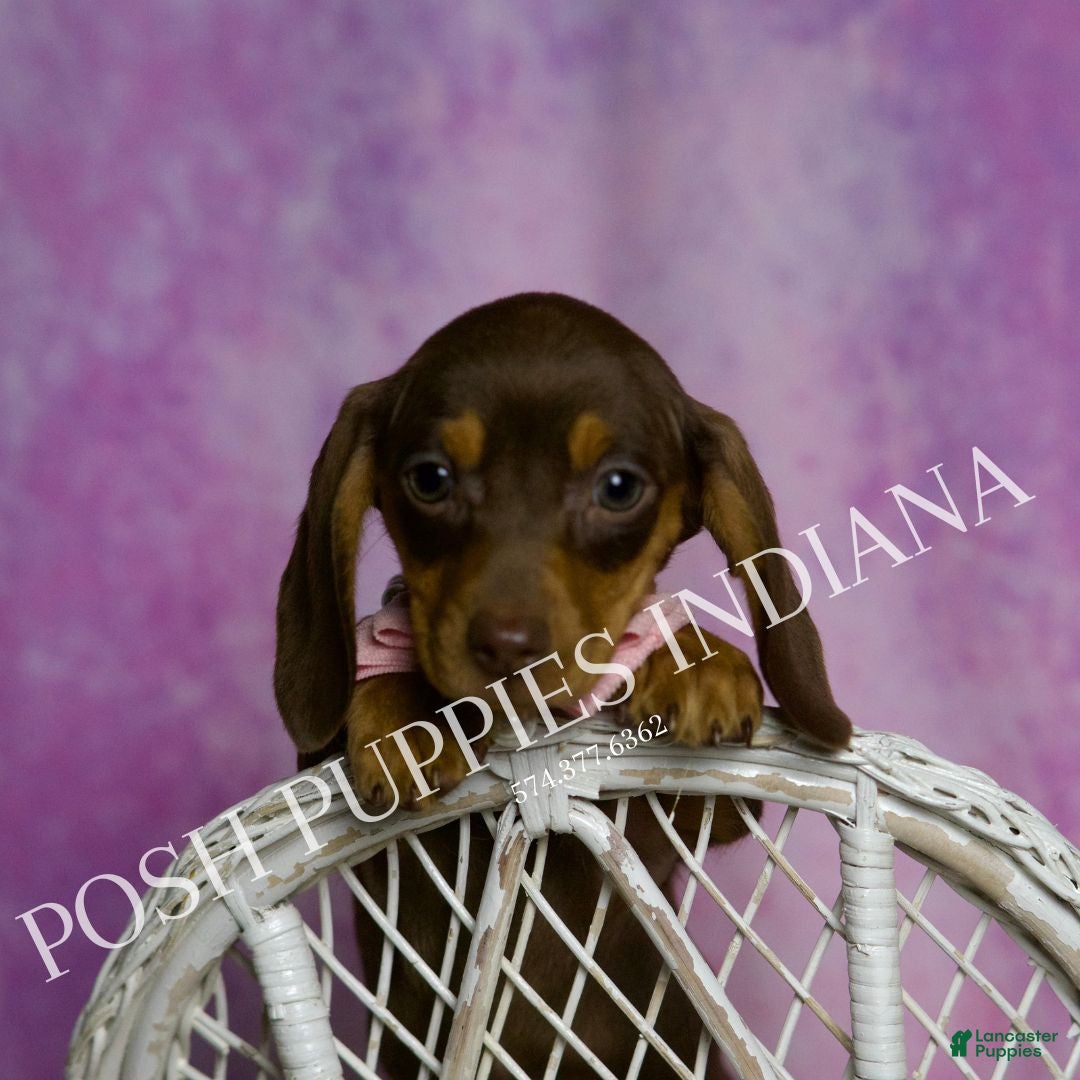 Miniature Dachshund dogs for sale: Godiva - Ad 5