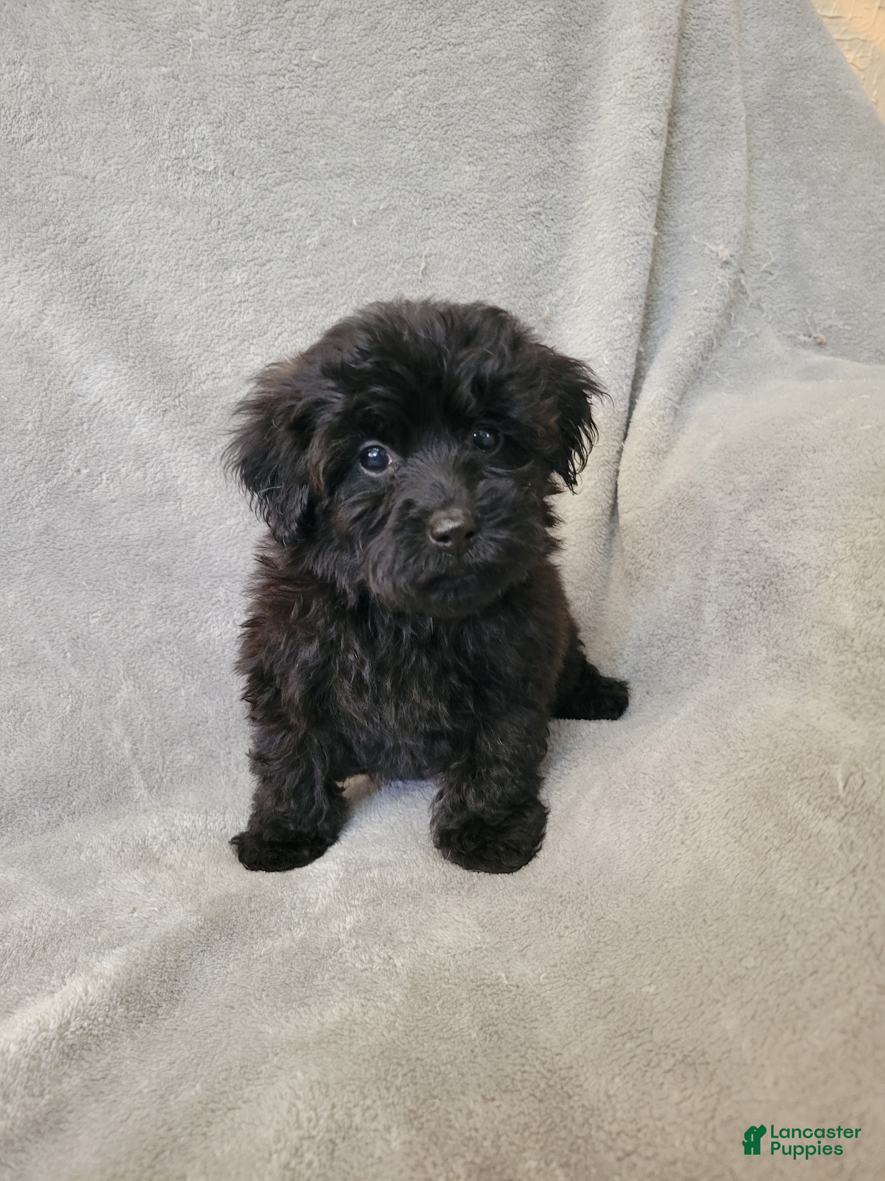 Yorkiepoo dogs Yorkiepoo 1 - Ad 2
