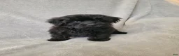 Yorkiepoo dogs for sale: Yorkiepoo 1 - Ad 2