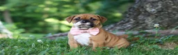 Mixed Breed dogs for sale: Chloe - Ad 4