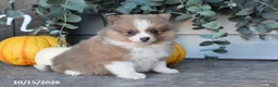 Pomeranian dogs for sale: Autumn - Ad 4