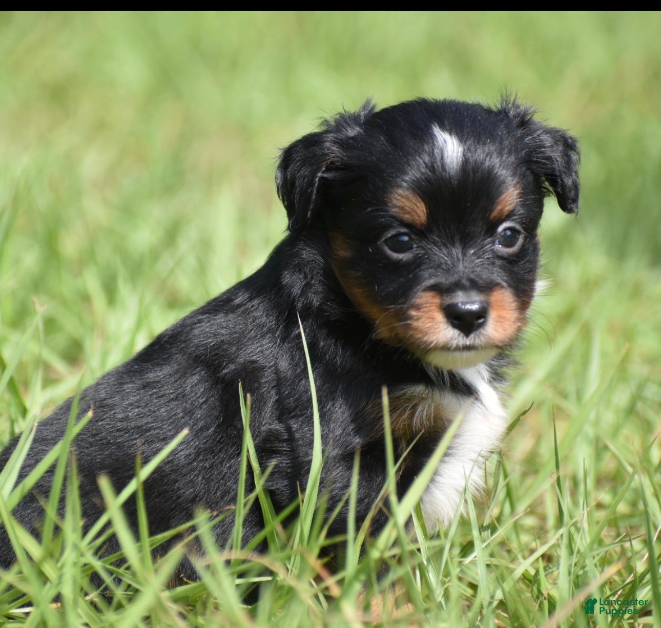 Toy Australian Shepherd dogs for sale: Toy Australian Shepherd Puppy 2 - Ad 5