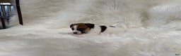 Jack Russell Terrier dogs for sale: Chloe number 1 - Ad 4