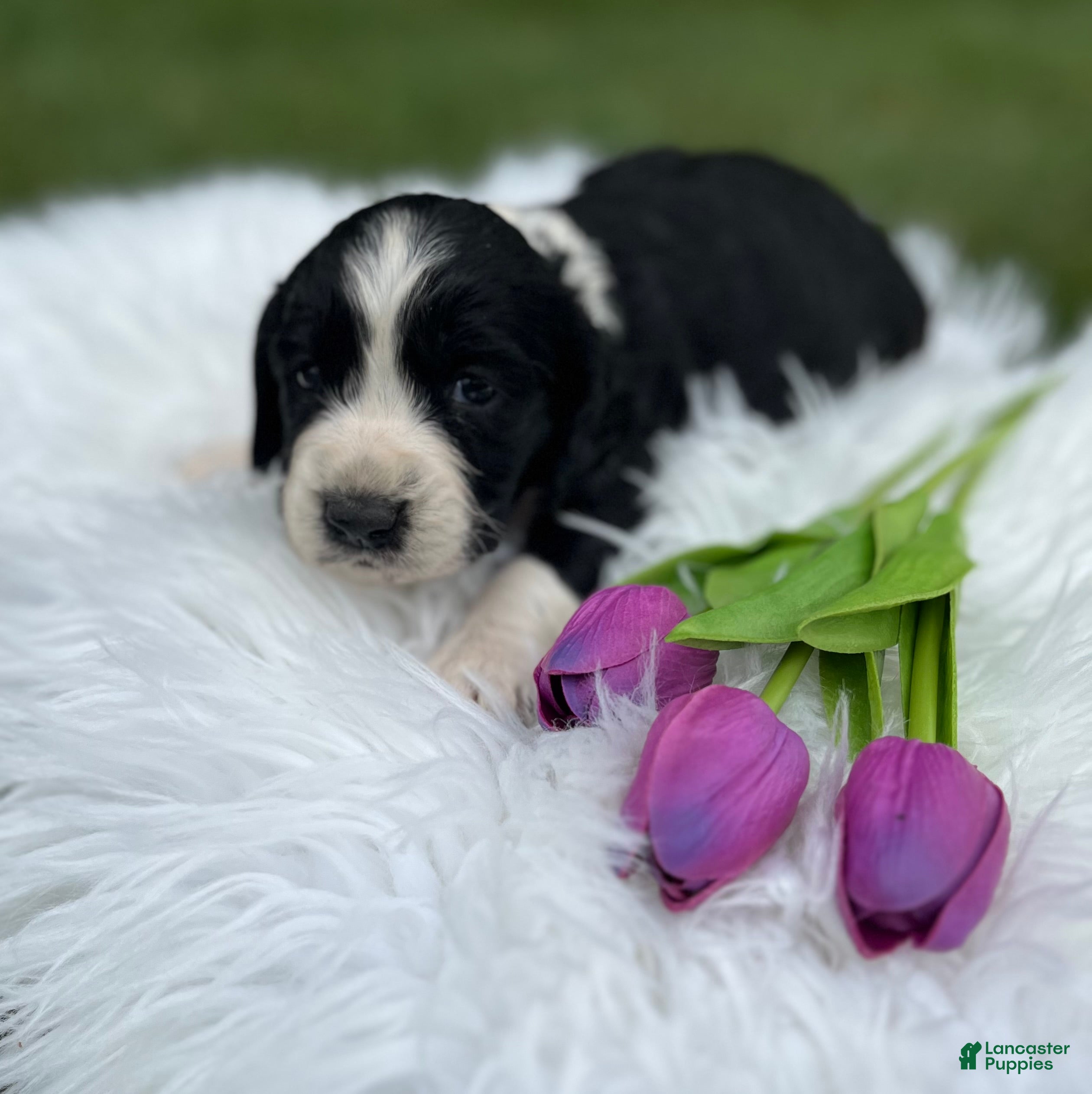 English Springer Spaniel dogs Duchess - Ad 1