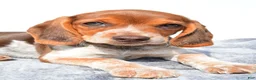Beagle dogs for sale: Marie - Ad 2