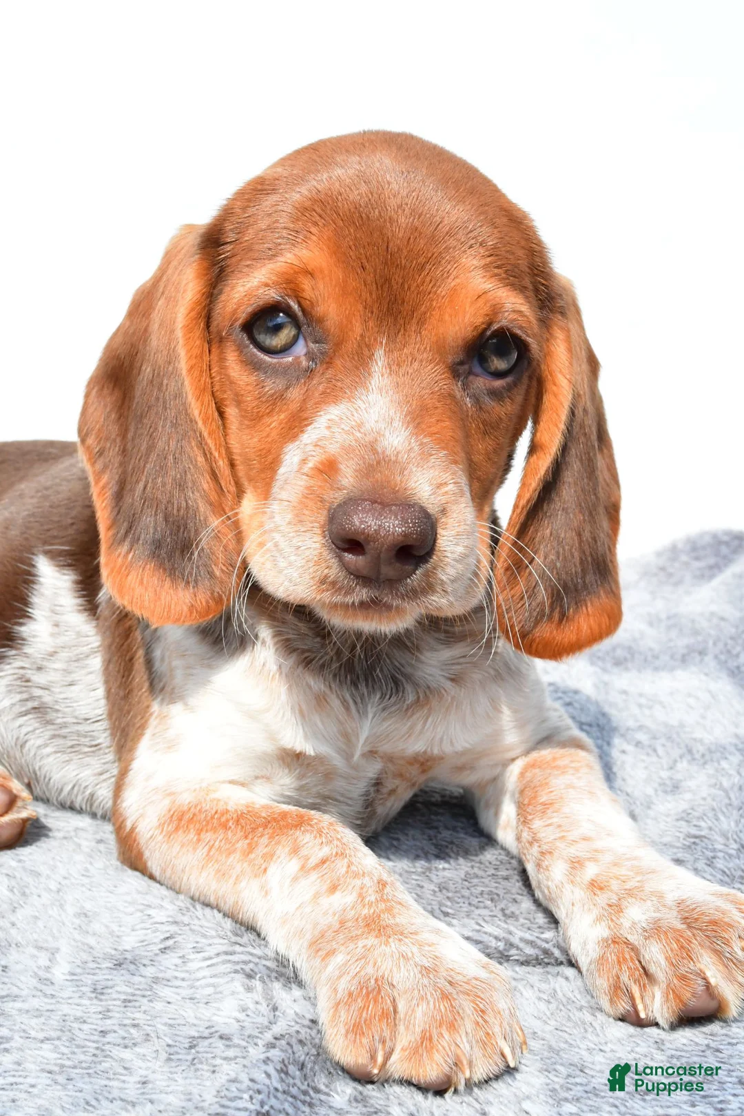 Beagle dogs for sale: Marie - Ad 2