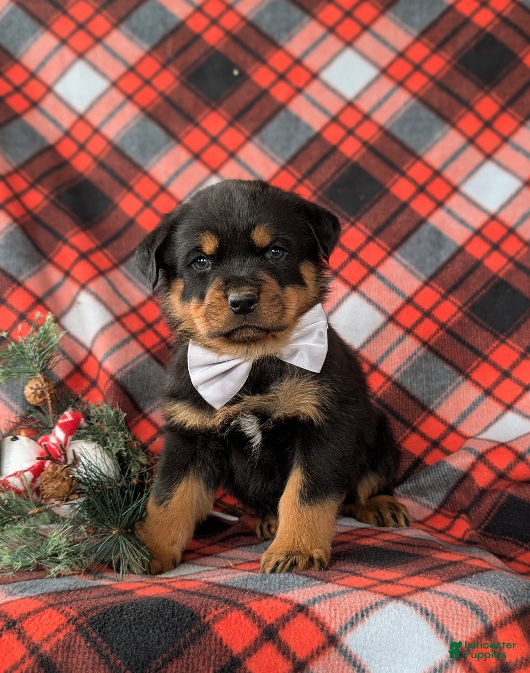 Rottweiler dogs for sale: Byrnes - Ad 10