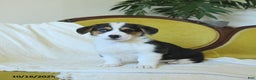 Welsh Corgi Pembroke dogs for sale: Natalie - Ad 9