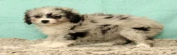Mini Aussiedoodle dogs for sale: Macey - Ad 9