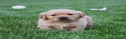 Golden Retriever dogs for sale: Atlas - Ad 4