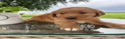 Golden Retriever dogs for sale: Bones - Ad 11