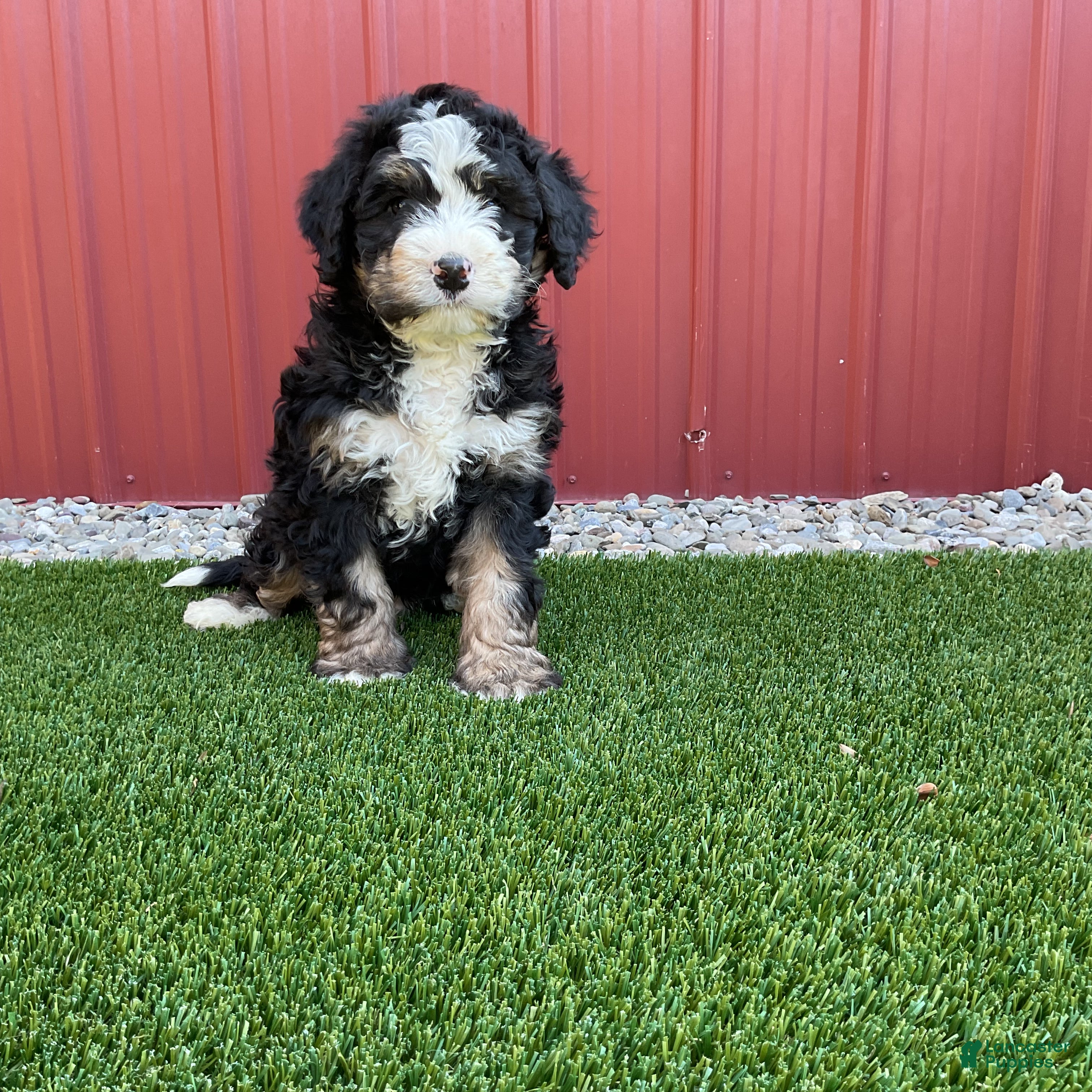 Bernedoodle dogs Daisy  - Ad 2