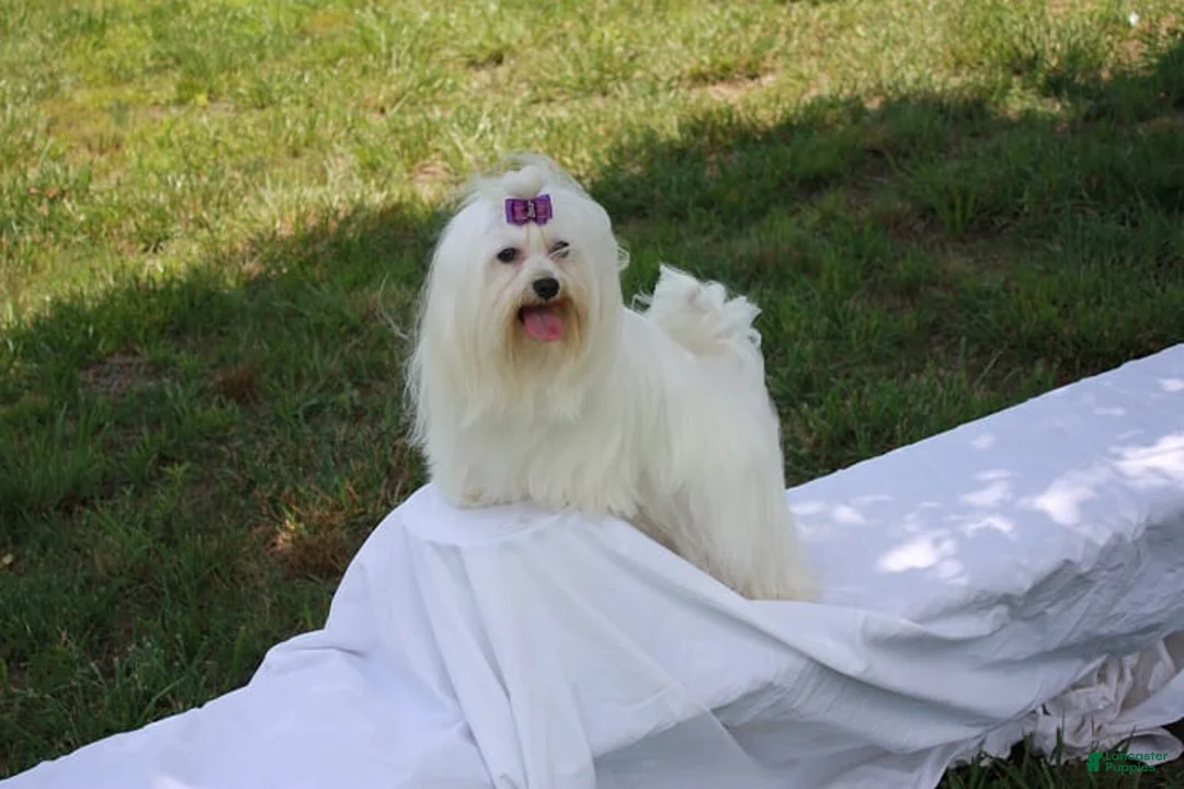 Morkie dogs for sale: Nola - Ad 8