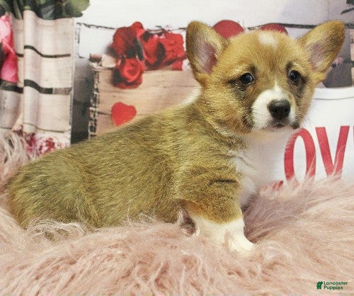 Welsh Corgi Pembroke dogs EL - Ad 12